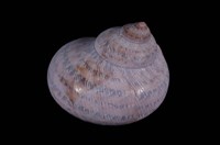 藏品(貓眼蠑螺)的圖片